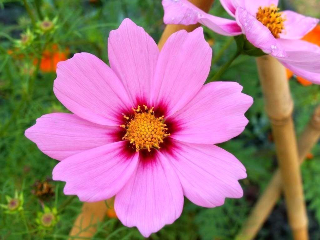 Piante & sementi: 100 Samen Cosmea GLORIA – Nuovo (secondo la descrizione) da Ehrendingen venduto da VerveinaSamen 3