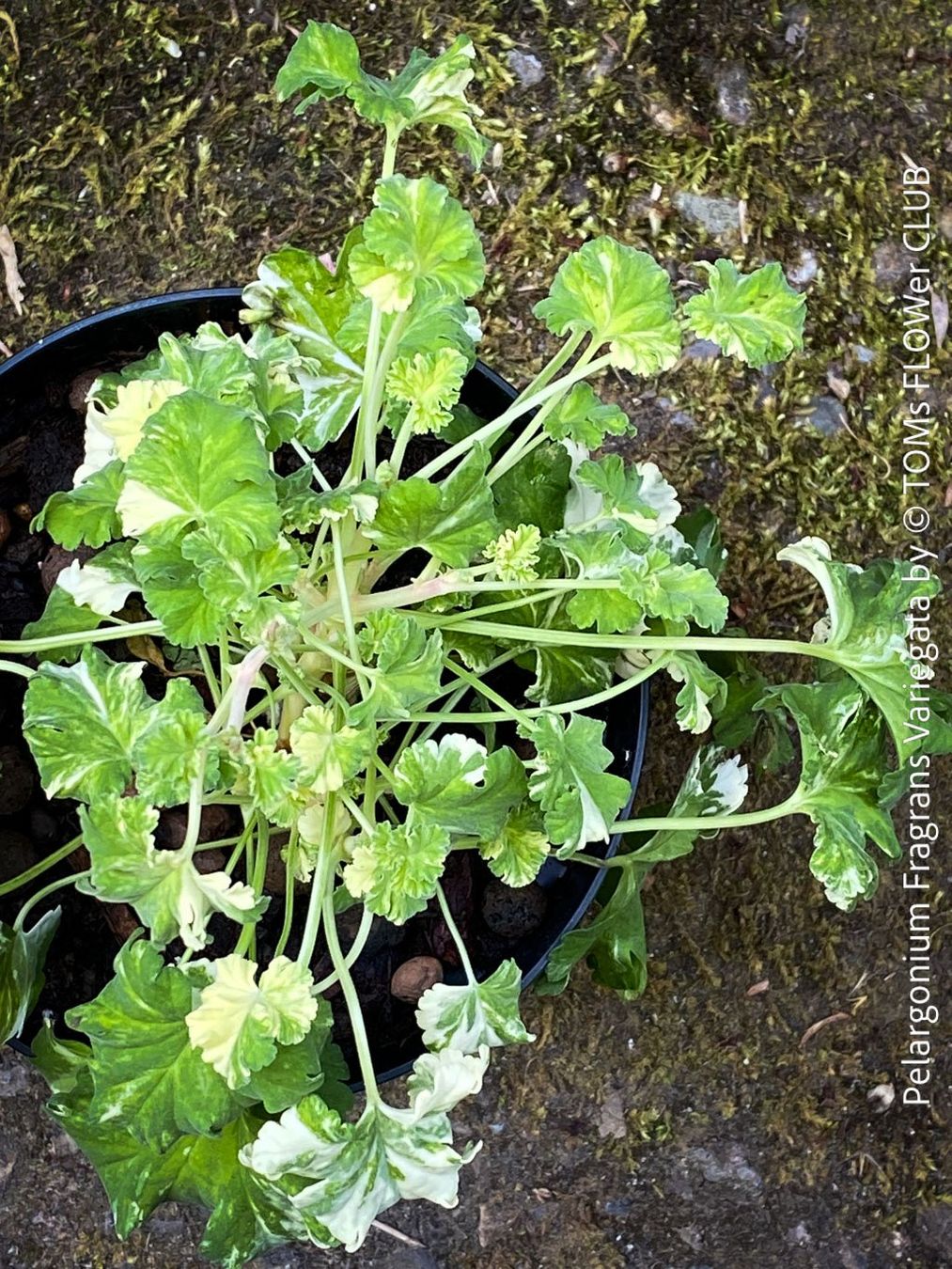 Piante & sementi: Pelargonium Fragrans Variegata - seltene Duftgeranie – Nuovo e nell'imballaggio originale da Adliswil venduto da asTOMas963 4