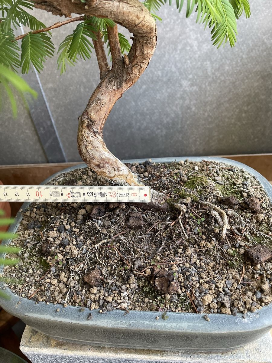 Piante & sementi: Urweltmammutbaum Bonsai – Usato da Thun venduto da Pesche555 2