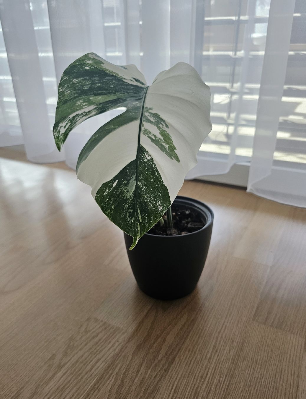 Monstera Albo Borsigiana mit hohem Weissanteil  (Gebraucht) in Romanshorn  fr CHF 42  nur Abholung auf Ricardo kaufen