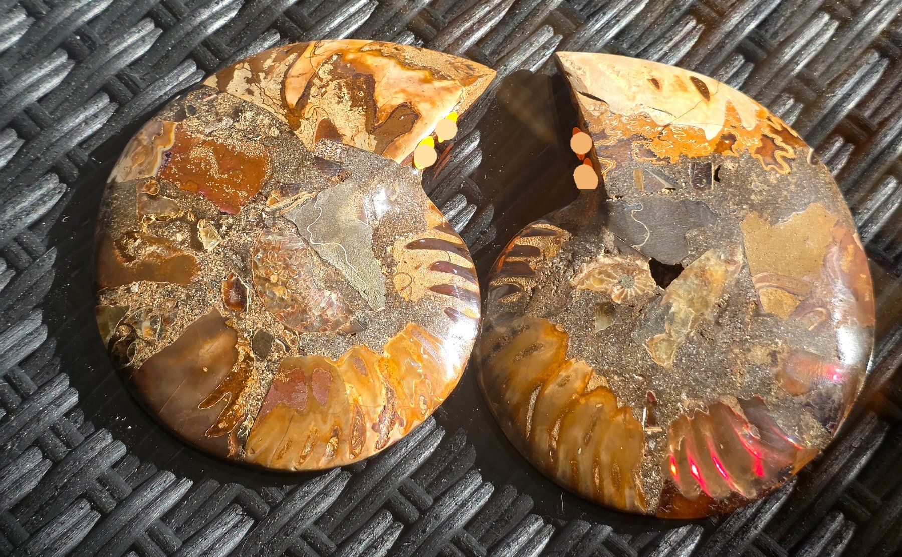 Fossili: Ammoniten Paar P3 295g – Nuovo e nell'imballaggio originale da Matzingen venduto da Shay_Crystalz 1