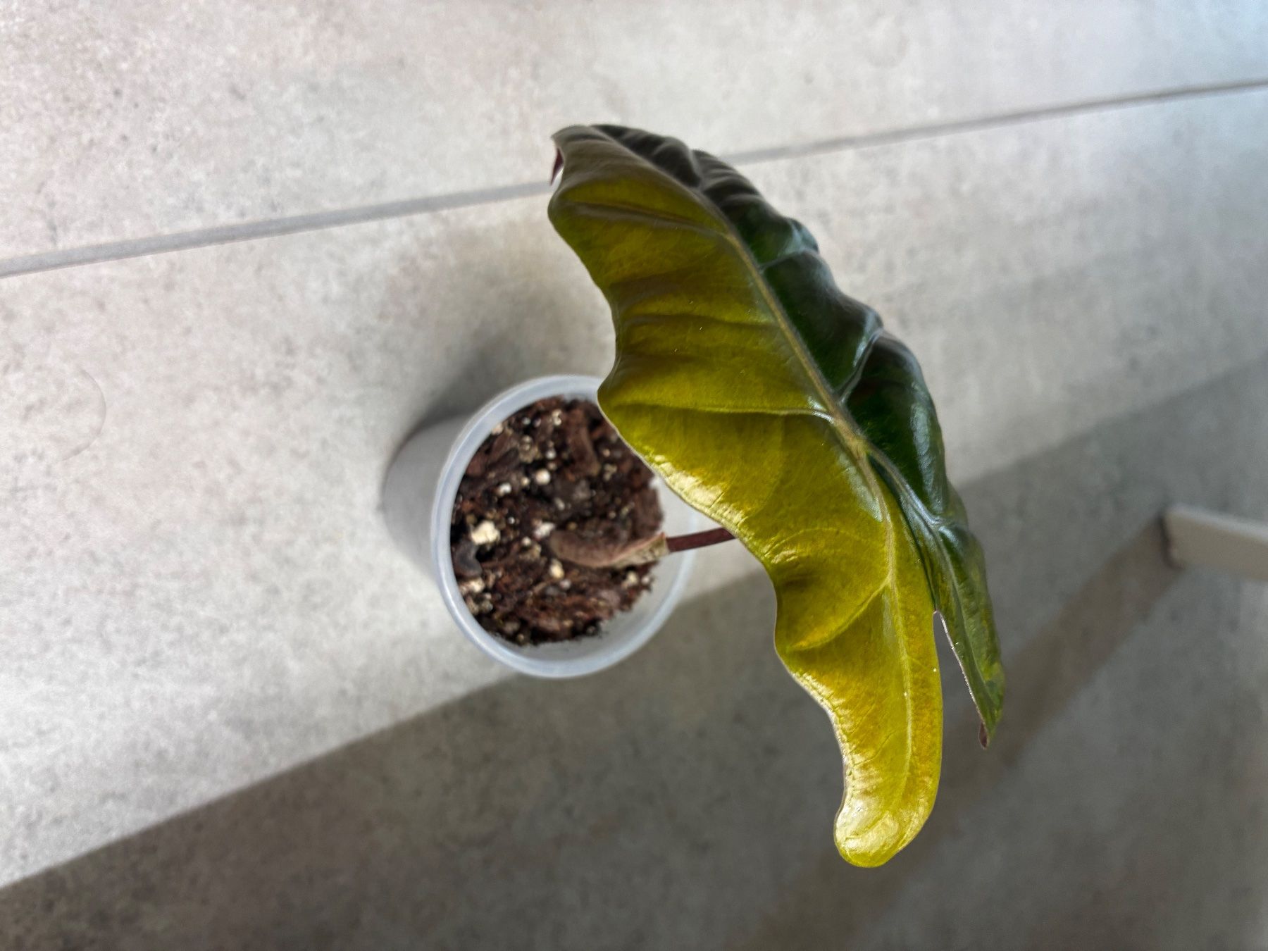 Piante & sementi: Alocasia Pseudo Sanderiana Aurea – Usato da Alchenflüh venduto da Timmmsen