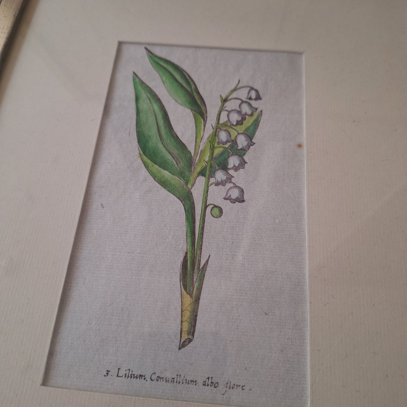 Poster & Bilder: Nostalgische Blumen Bilder silberfarbener Bilderrahmen – Gebraucht aus Winterthur von Goldpipau 6