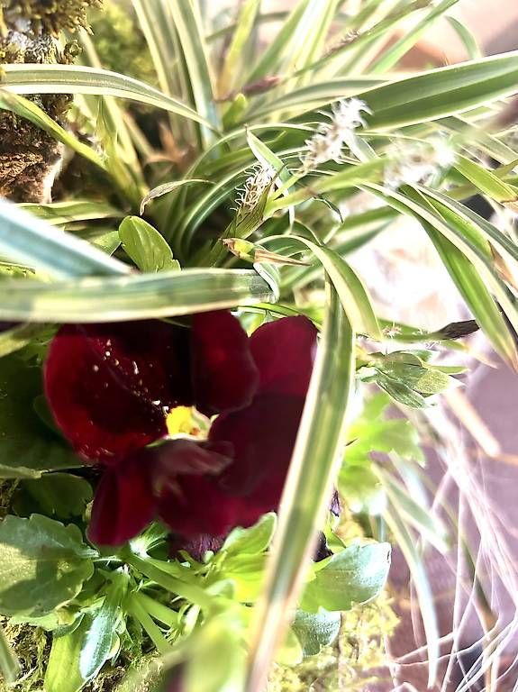 Tutte le decorazioni: Arrangement in der Guetzlidose  – Usato da Frauenfeld venduto da Irene.Schuppli 3