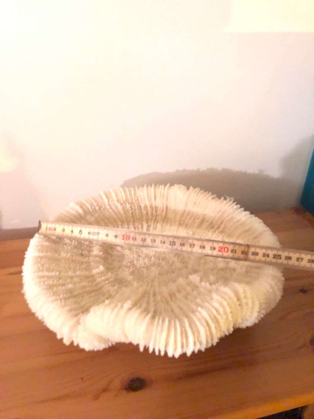 Tutte le decorazioni: Véritable corail blanc en forme de cendrier – Usato da Brügg BE venduto da Fred777 1