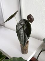 Alocasia Sedenii
