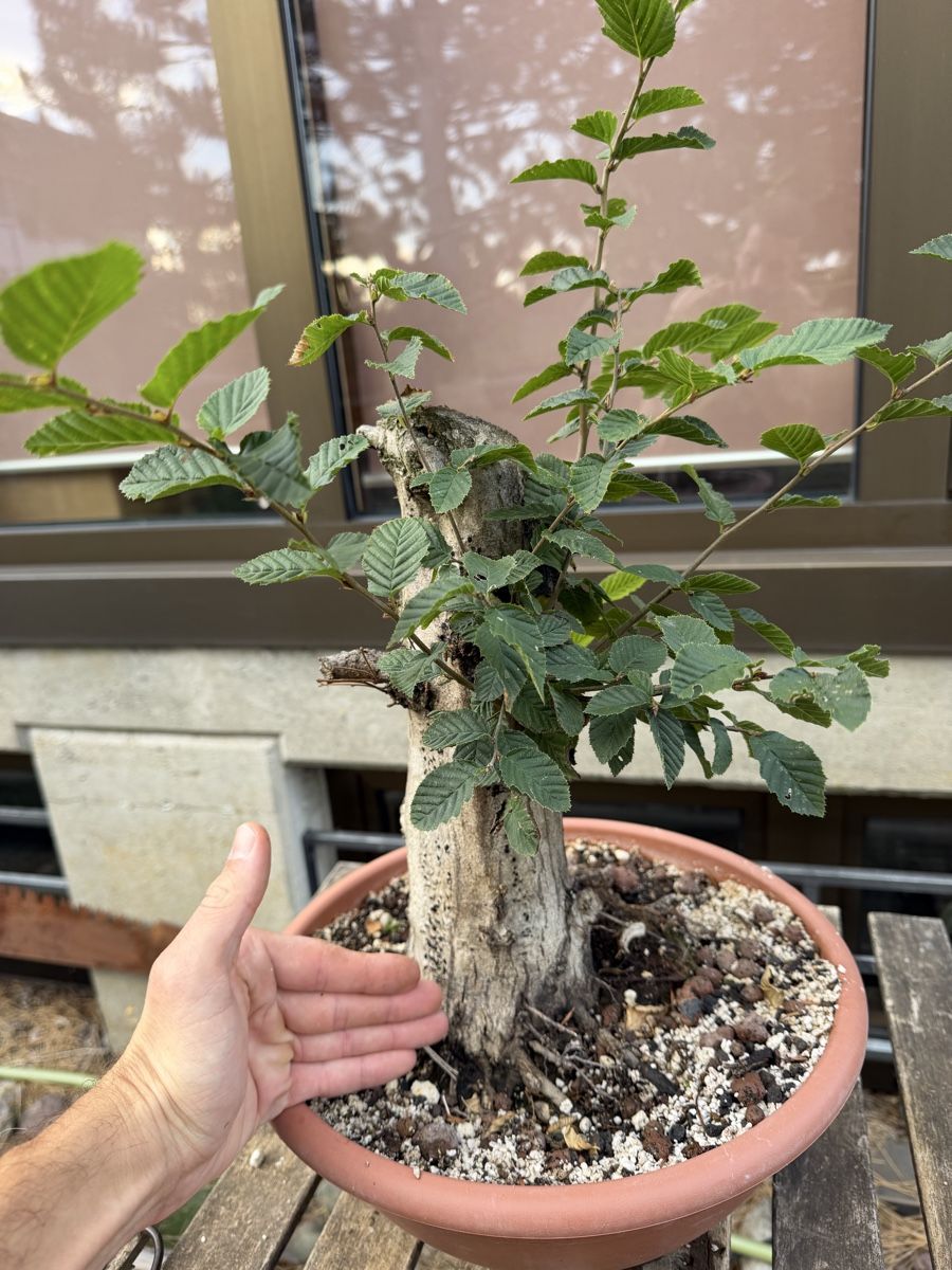 Piante & sementi: Hainbuchen Rohling Bonsai – Usato da Suhr venduto da BonsaiGutzi 1
