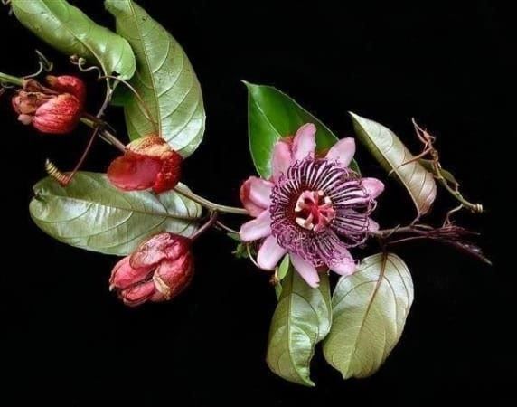 Piante & sementi: Passiflora AMBIGUA Rustique -5 !  5g – Nuovo (secondo la descrizione) da Bremblens venduto da FIBONACCI369 2
