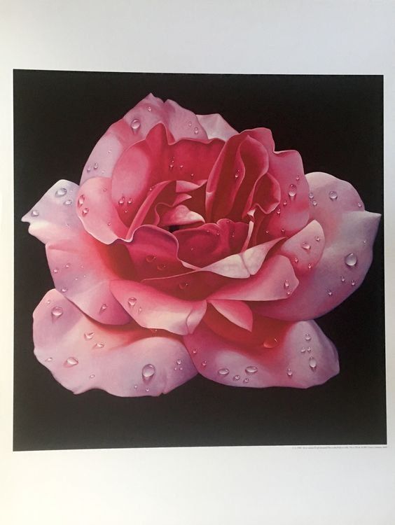 Grafica & Litografie: Franco Campana       4 KUNSTDRUCKE   "Rosen" – Usato da Nennigkofen venduto da Schamane75 9