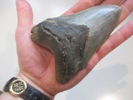 StarRecordsGmbH: Megalodon-Zahn / 11,8 cm / mit Zertifikat