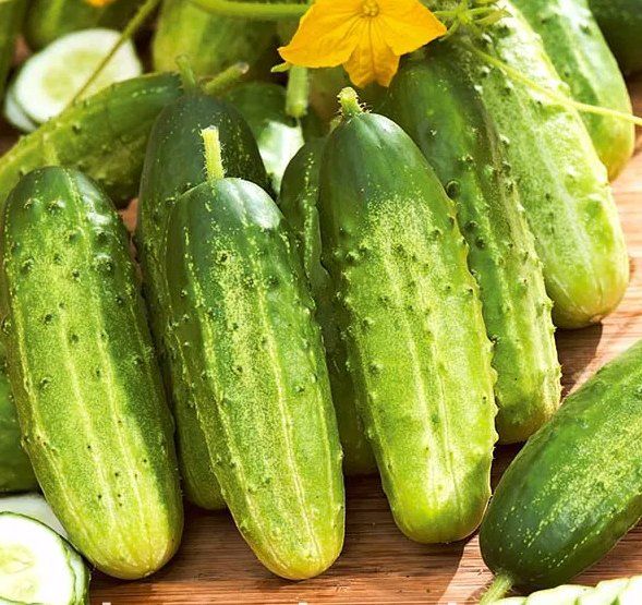 Pflanzen & Samen: GURKE Regina / 4 Samen – Neu (gemäss Beschreibung) aus Hinteregg von ERFOLG78 1