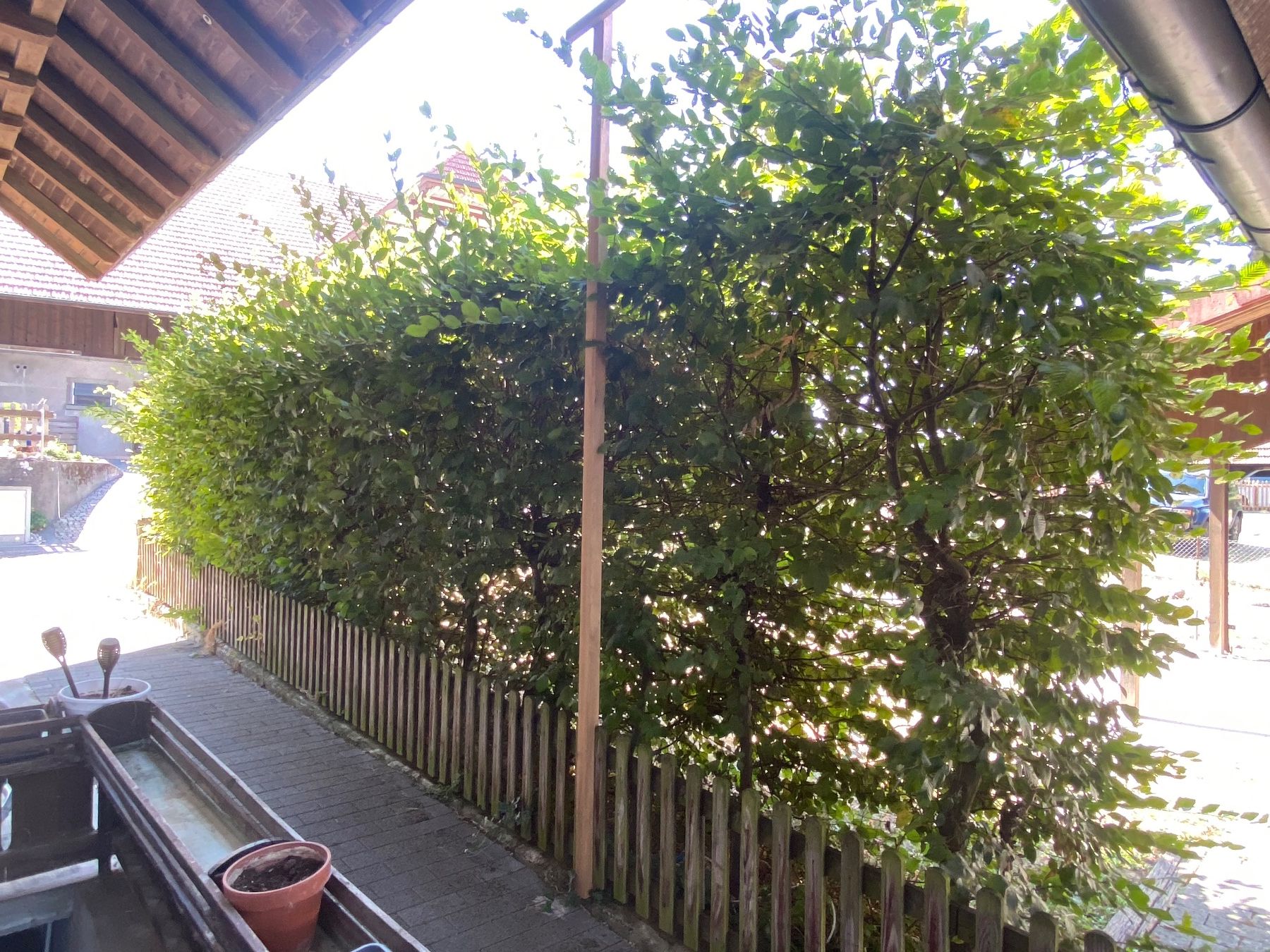 Pflanzen & Samen: hecke / sichtschutz / buche / laub – Gebraucht aus mühleberg von Nothelle 3
