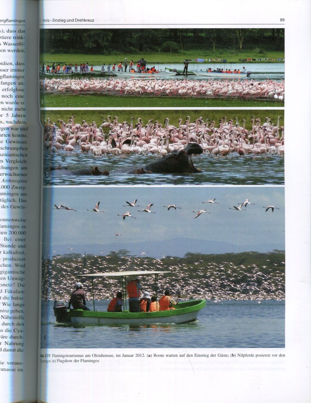 Libri: Flamingos, Zwergflamingos – Usato da Aarau venduto da Elmaar41 5
