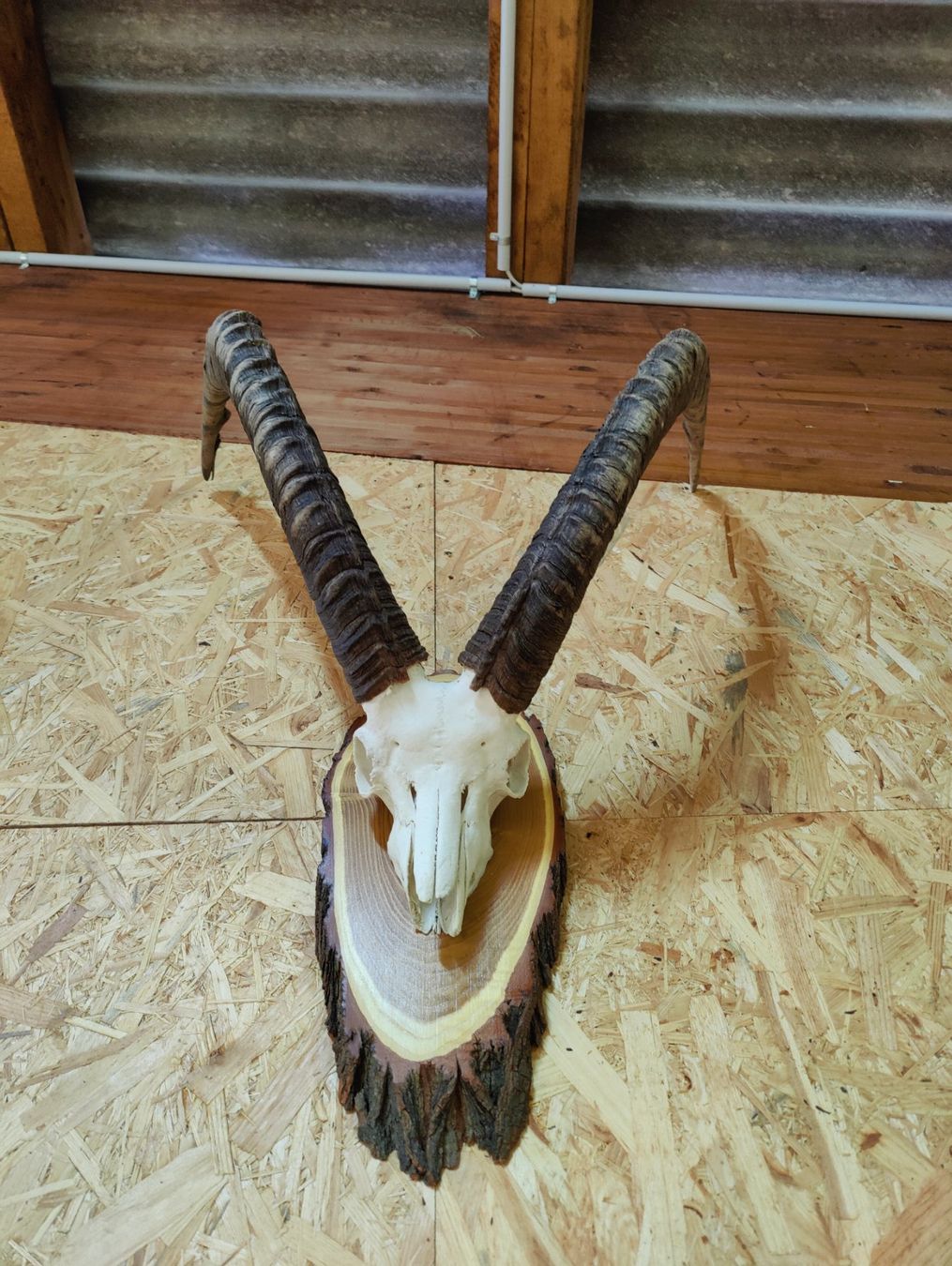Sonstiges zum Sammeln & Seltenes: Steinbock Trophäe – Gebraucht aus Kaltbrunn von Reimin85 2