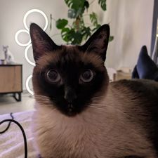 Profile image of Lolita1802
