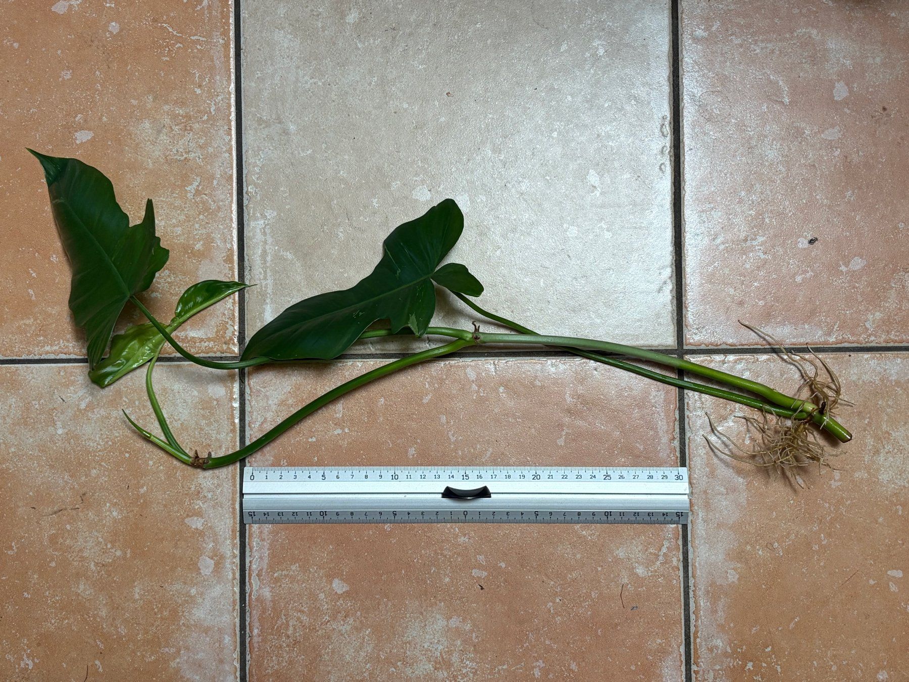 Piante & sementi: Philodendron bipennifolium - Geigenblatt-Philodendron – Usato da Winterthur venduto da Aniger 1