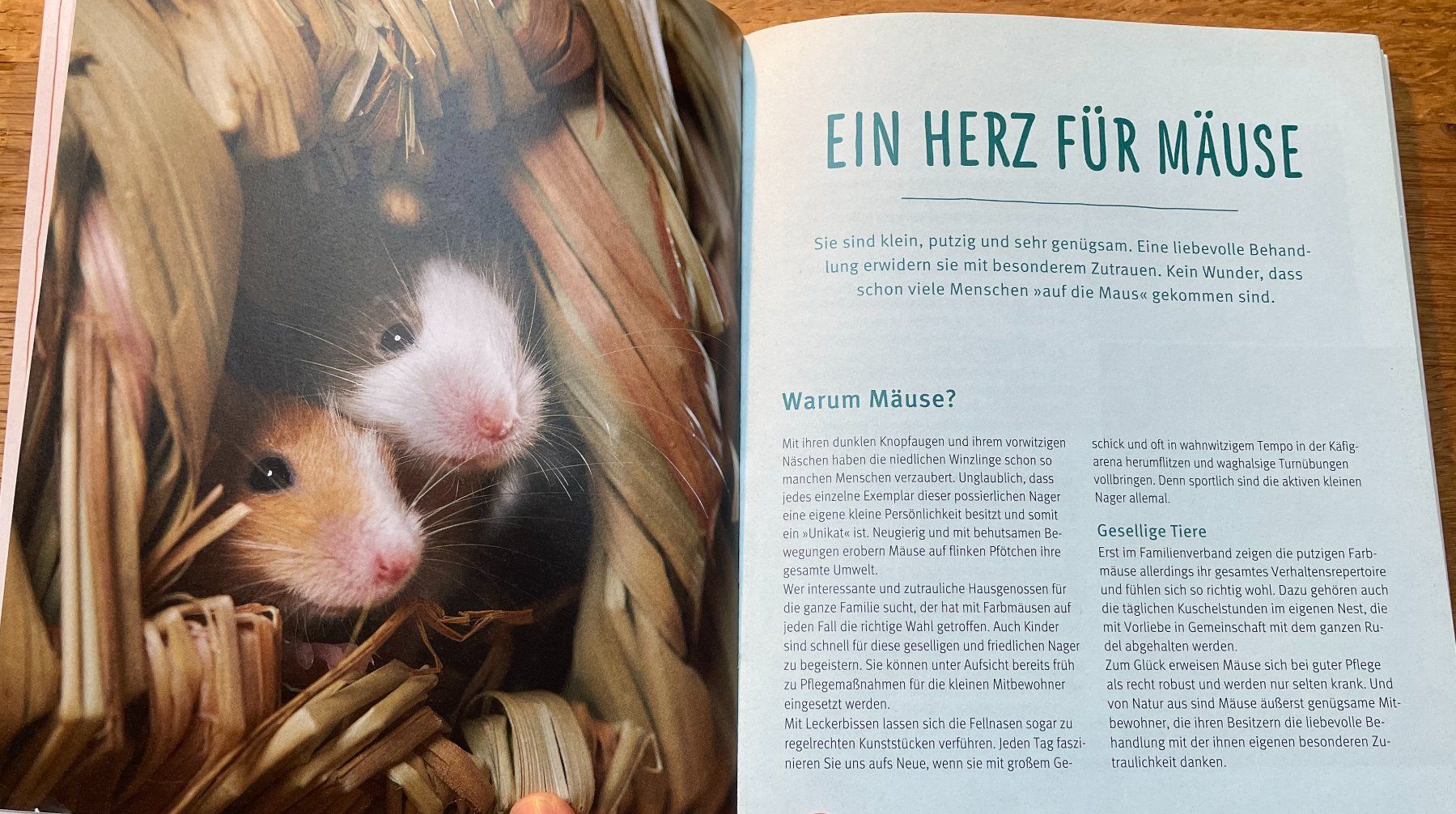Libri: GU Ratgeber Mäuse | Tierratgeber – Usato da Aarau venduto da Chicca2006 5