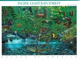 USA Pacific Coast Rain Forest KB