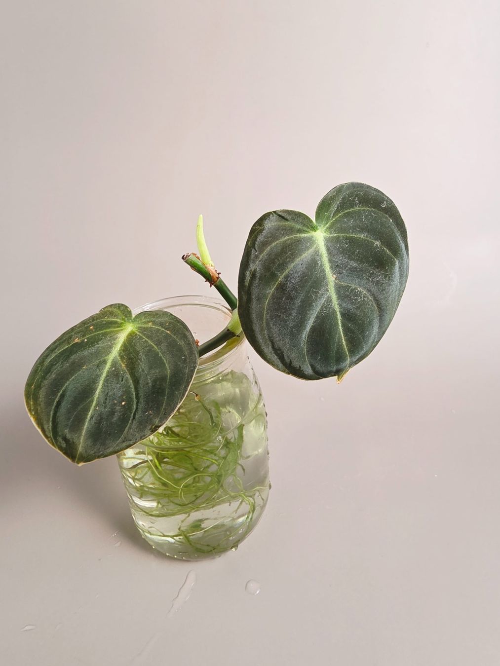 Piante & sementi: Philodendron melanochrysum Steckling – Nuovo (secondo la descrizione) da Gerolfingen venduto da Azora