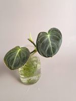 Philodendron melanochrysum Steckling