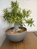 Ficus Nerifolia Bonsai ( Klein Blatt Ficus ) 