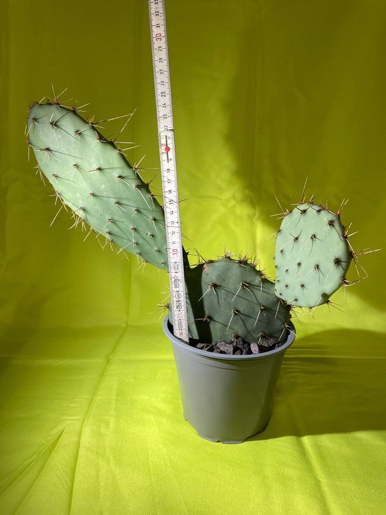 Opuntia mojavensis Kaufen auf Ricardo