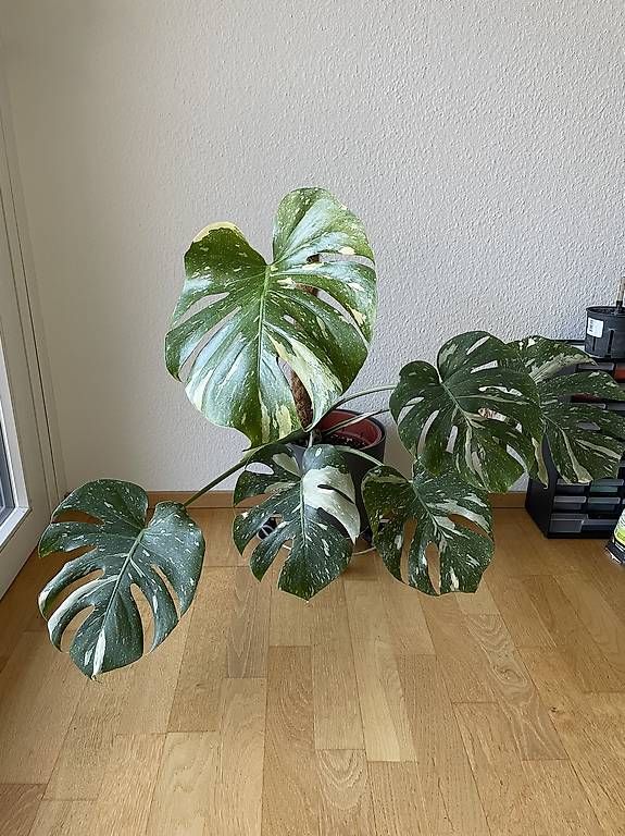 Pflanzen & Samen: Monstera Thai Constellation – Neu und originalverpackt aus Bern von pao_96c9
