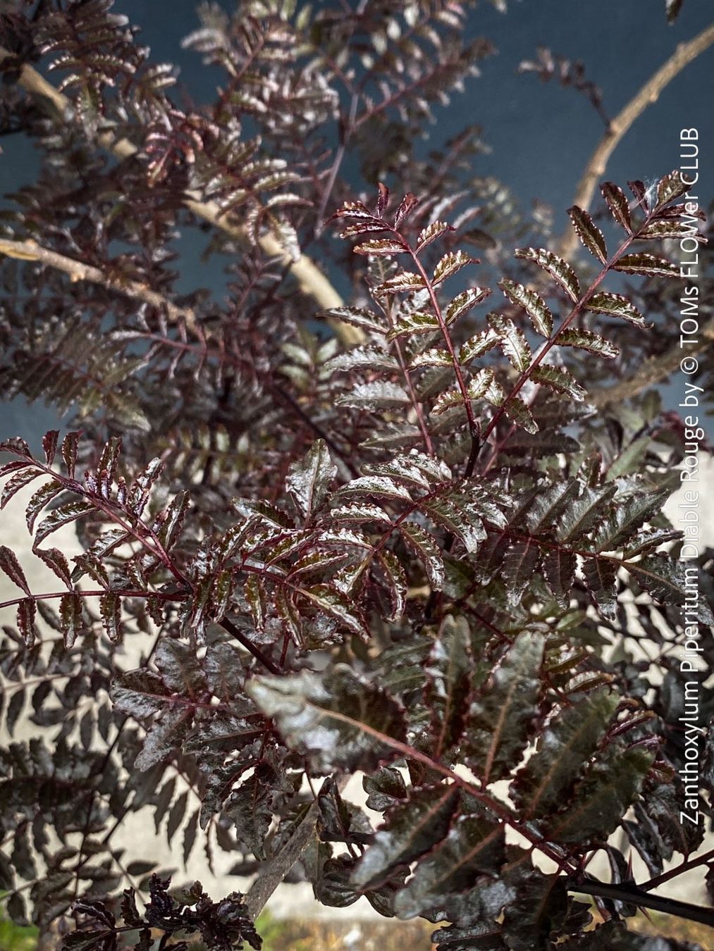 Pflanzen & Samen: Zanthoxylum Piperitum 'Diable Rouge' - Japanischer Pfeffer – Neu und originalverpackt aus Adliswil von asTOMas963 5