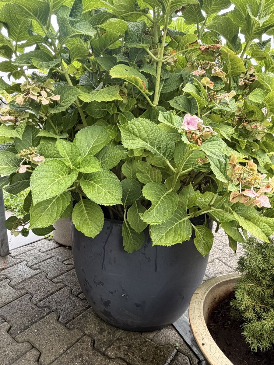 Piante & sementi: Grosse Hortensie im Topf  – Usato da Zürich venduto da Camerountiger