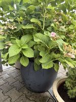 Grosse Hortensie im Topf 