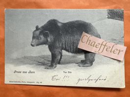 1906 Gruss aus Bern. Der Bär 