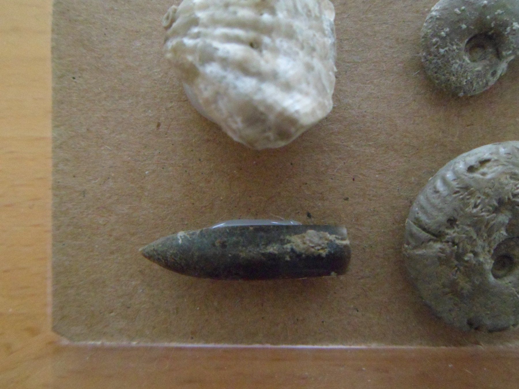 Fossili: Fossilien Schweiz – Usato da Affoltern am Albis venduto da Fossil60 5