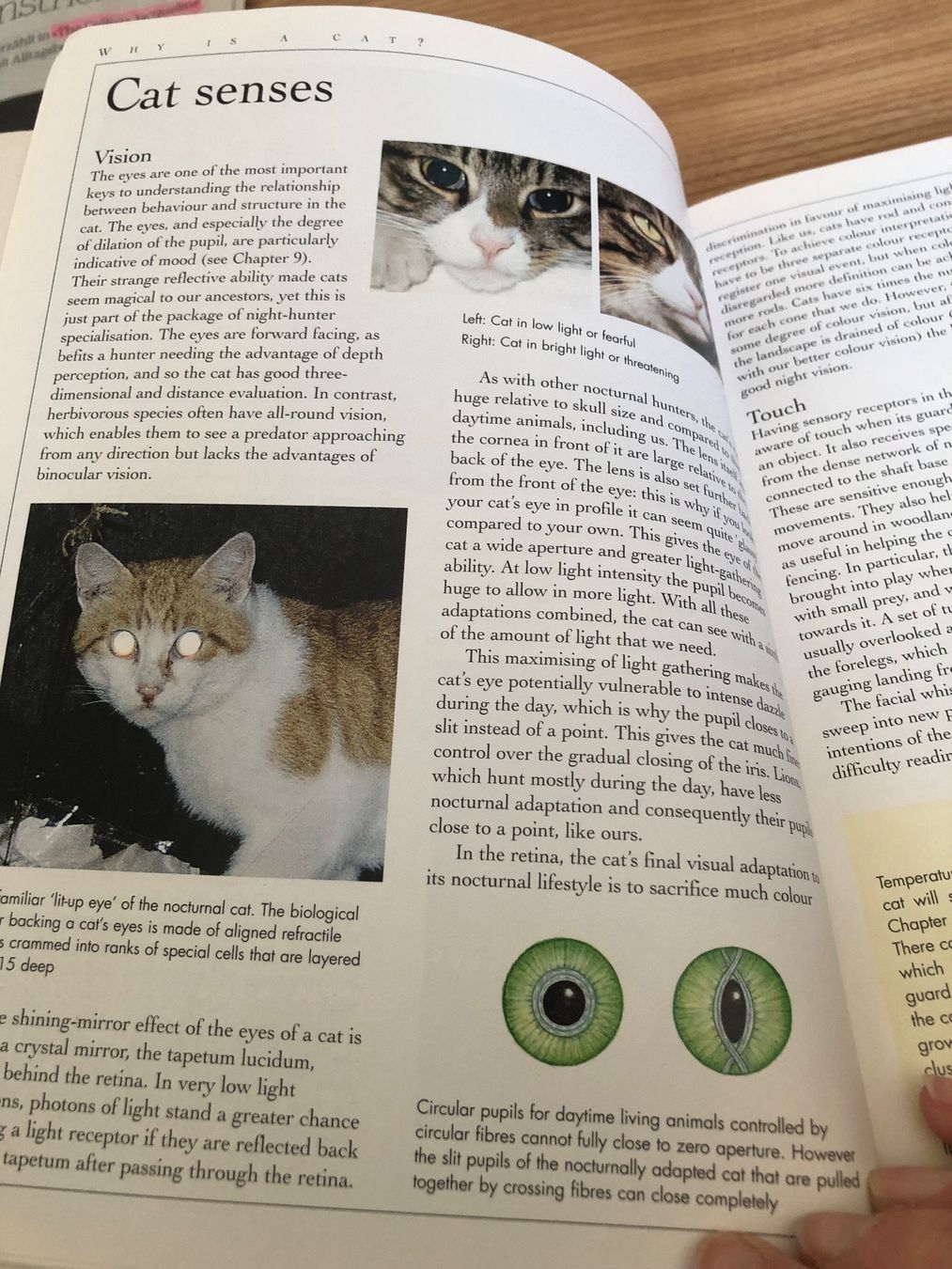 Bücher: „Understanding Cat Behavior“: Complete Feline Problem Solver – Gebraucht aus Zürich von Upippin 3