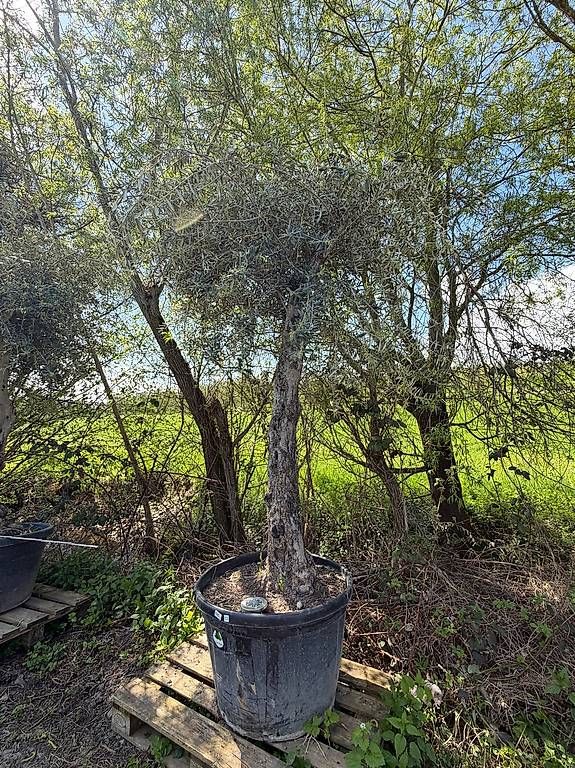 Plantes & graines: Olivenbaum "Olea Europea 13" – D'occasion à Zuckenriet par Thur_Plant 2