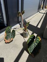 Anthurium Luxurians (mother plants)