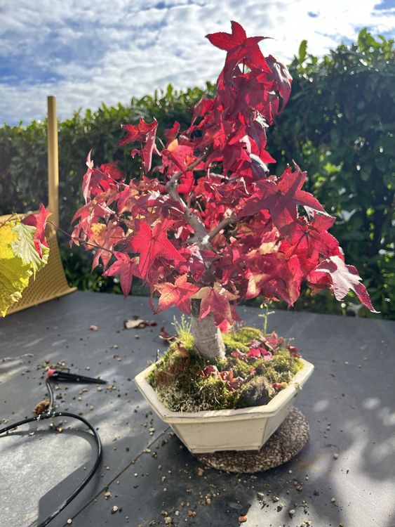 Amberbaum Bonsai Kaufen auf Ricardo