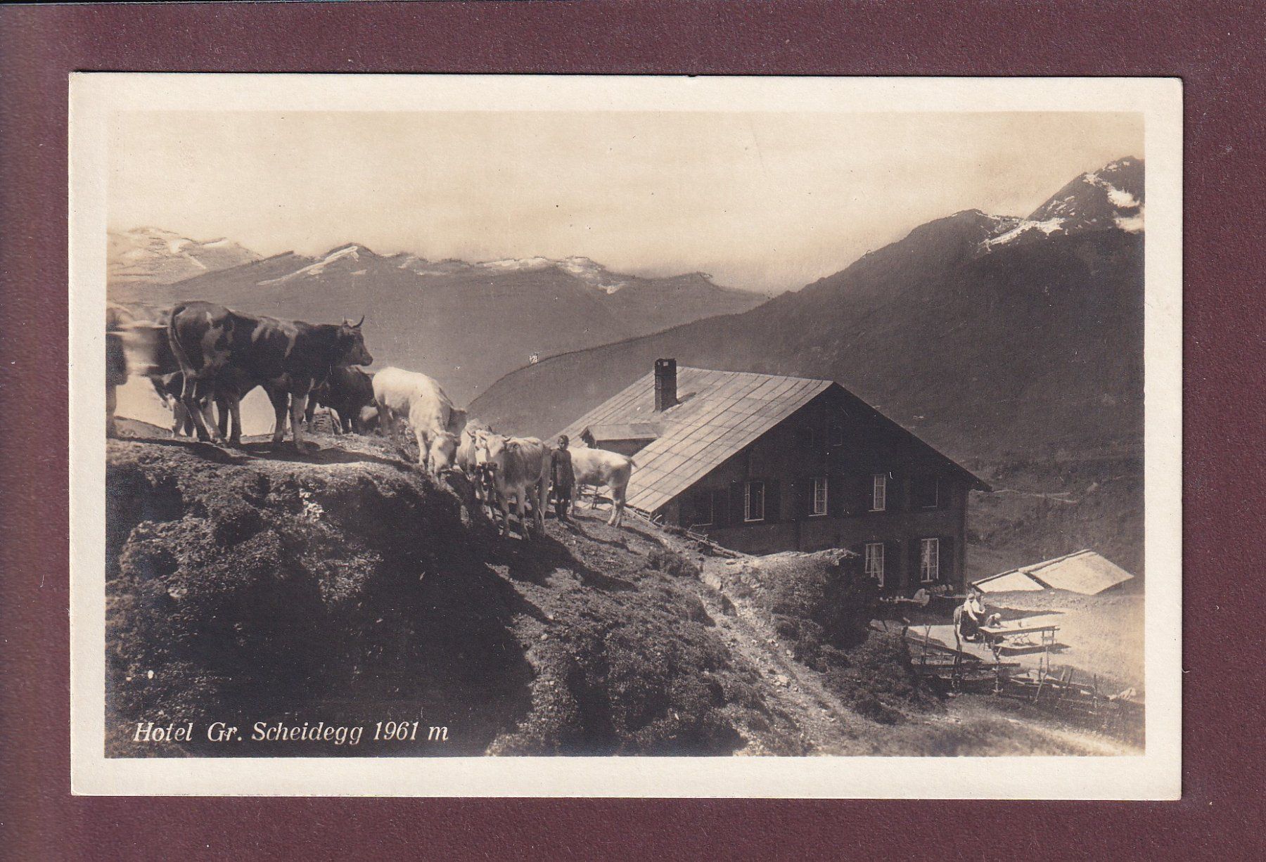 Cartoline postali: Hotel GROSSE SCHEIDEGG - Kühe – Usato da Pully venduto da nicecards