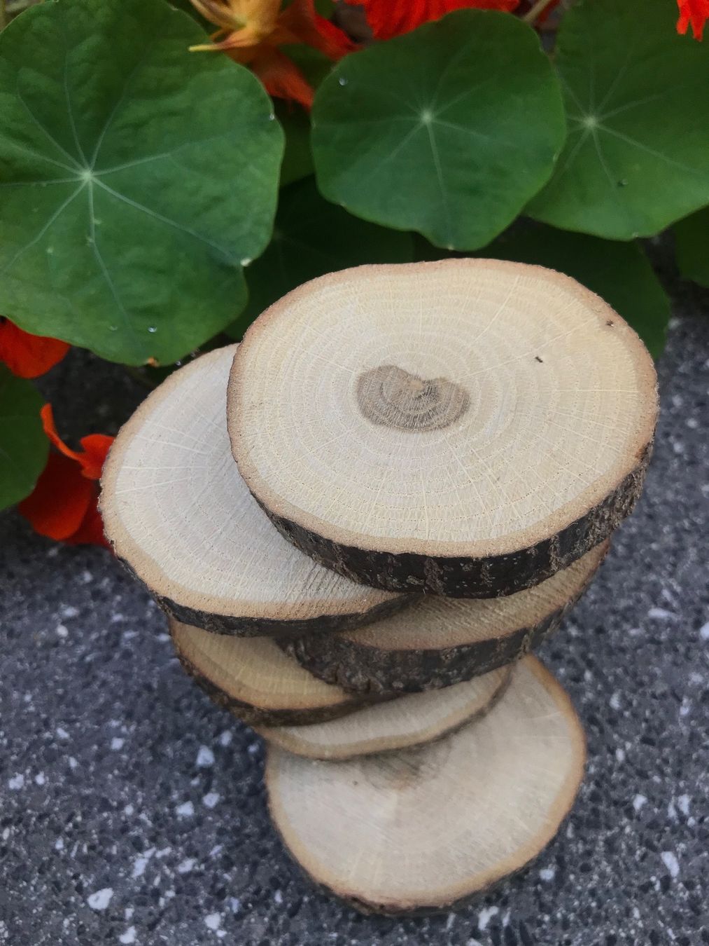 Articoli in legno: Holzscheiben – Nuovo e nell'imballaggio originale da Buttwil venduto da mina010