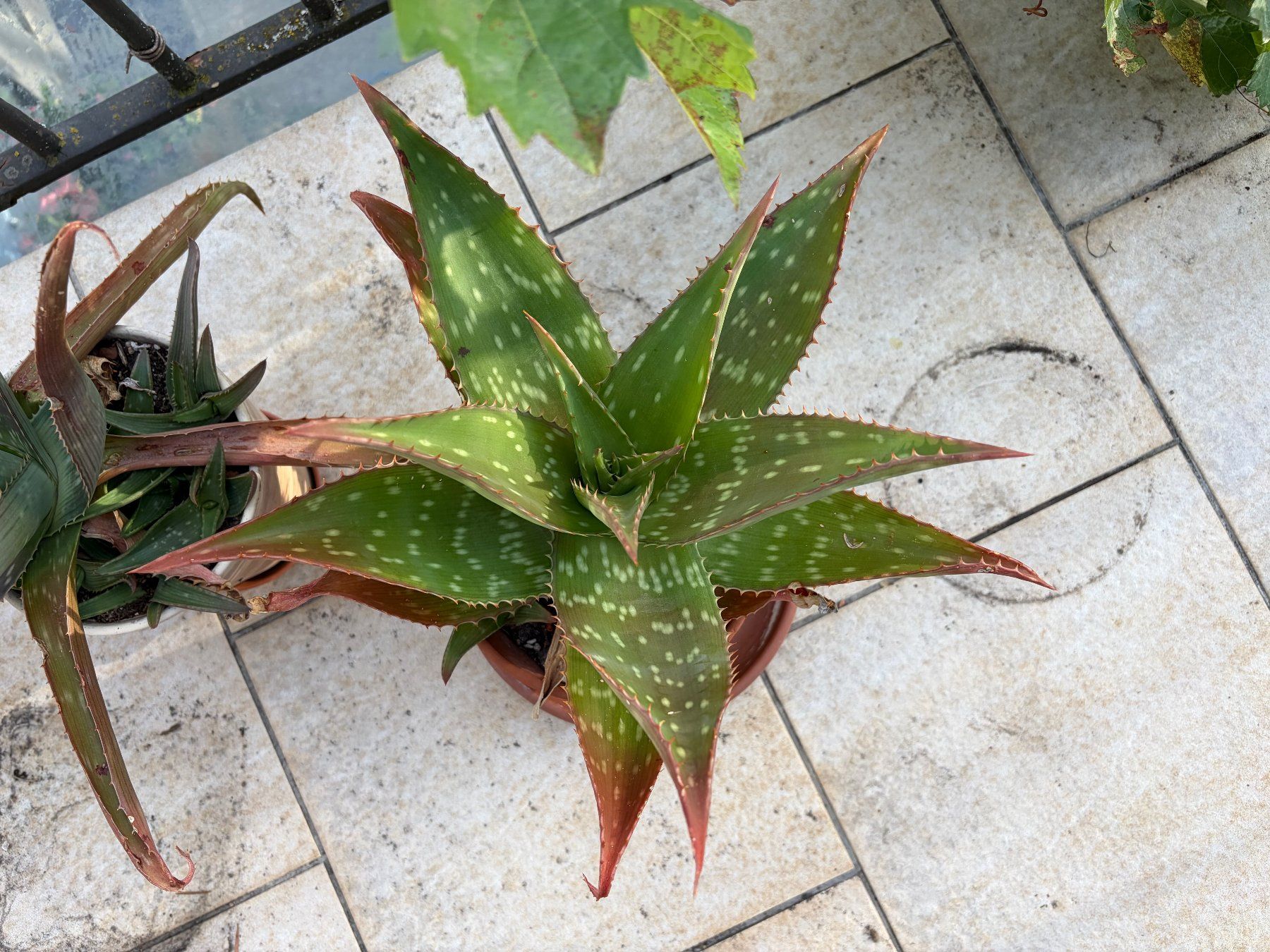 Pflanzen & Samen: Aloe Vera – Neu (gemäss Beschreibung) aus Winterthur von Aniger 3