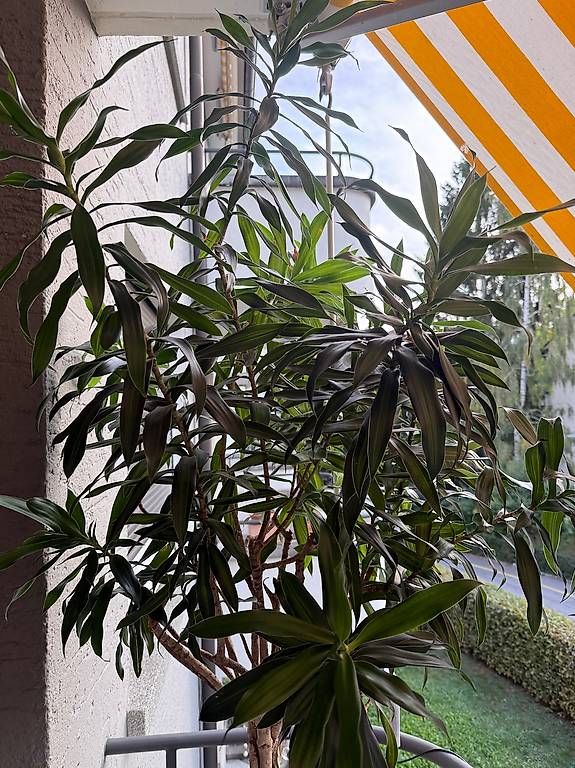 Pflanzen & Samen: Grosse Indoorpflanze – Gebraucht aus Zürich von Lallilu 3