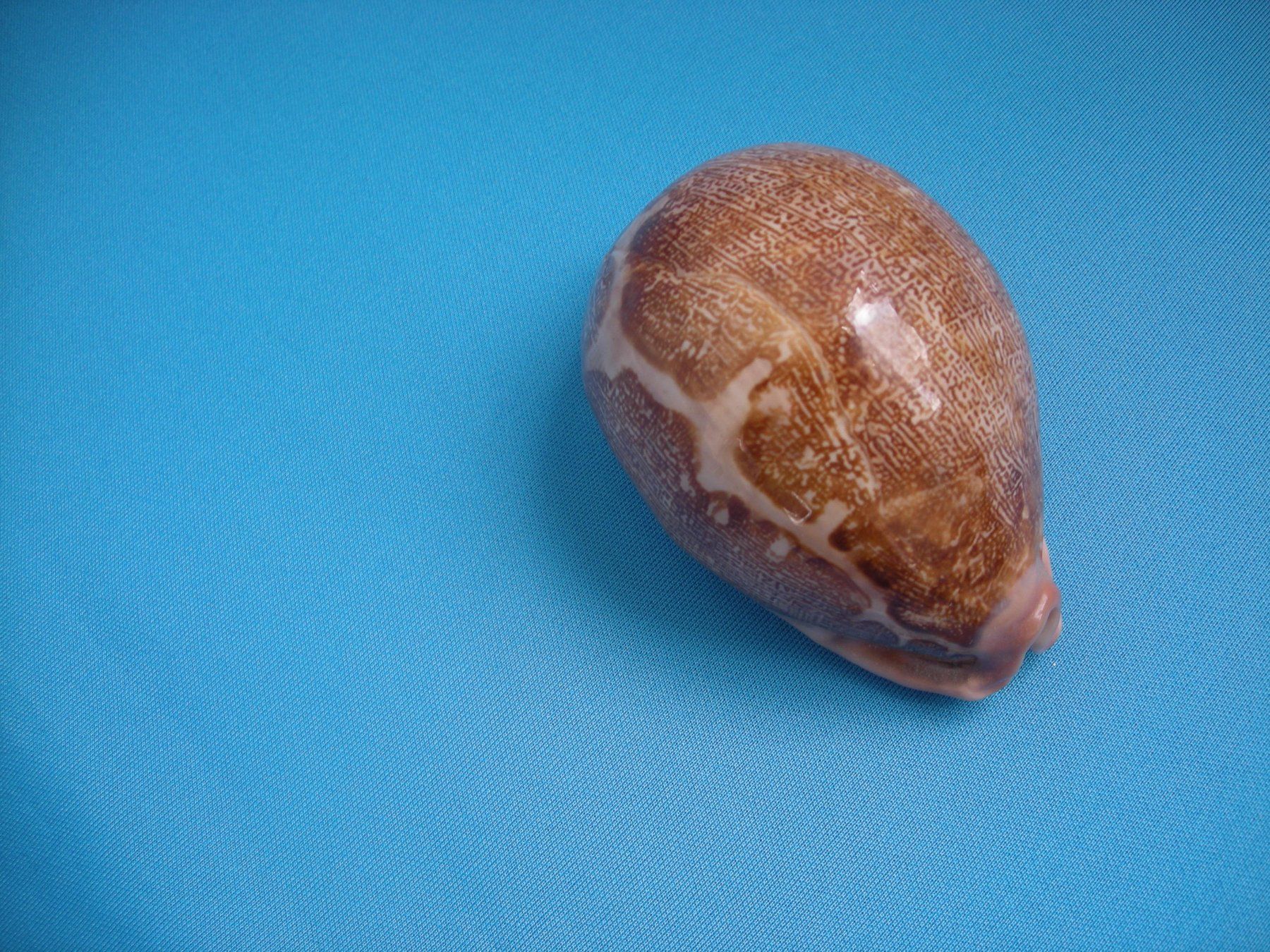 Fossili: Wunderschöne  " Cauri" Muschel Philippinen 8 cm – Usato da Spreitenbach venduto da Sniper8952 2
