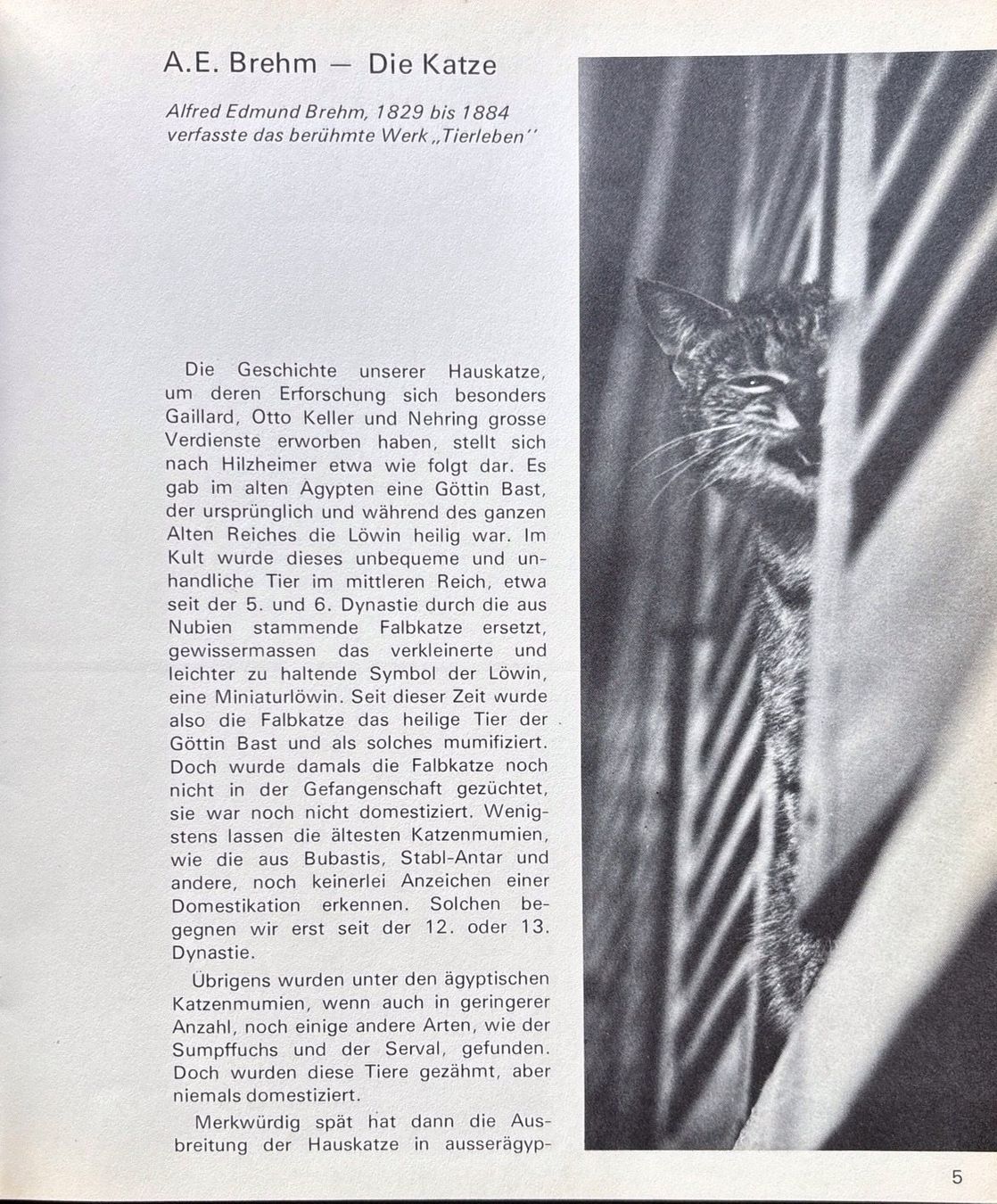Libri: Katzen die wir lieben – Nuovo (secondo la descrizione) da Sarnen venduto da Livres 5