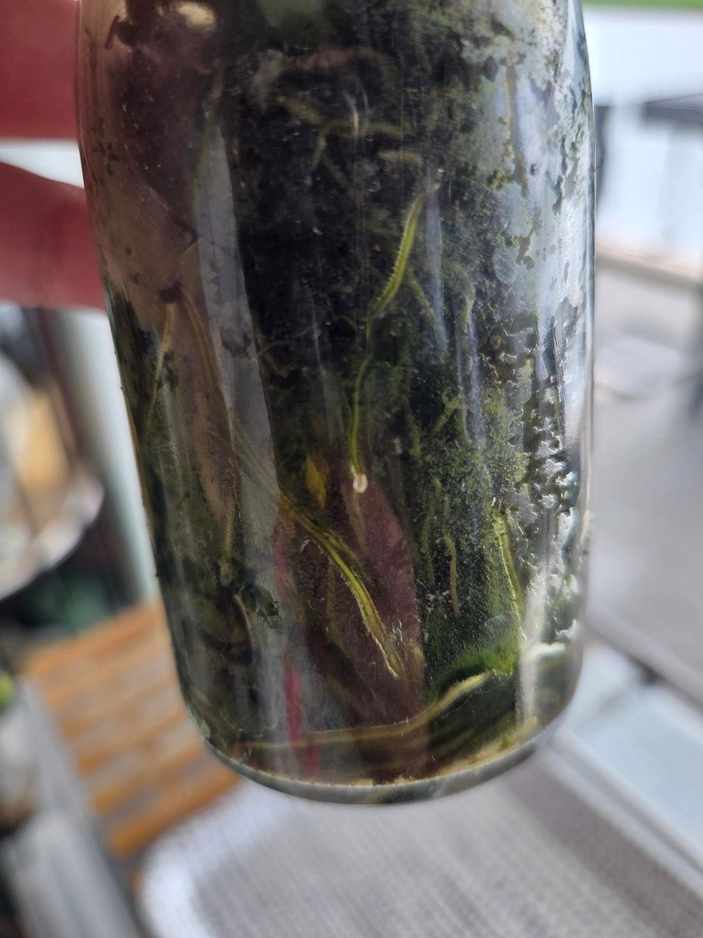 Piante & sementi: ** Epipremnum Pinnatum variegata** – Usato da Broc venduto da omegadlocks 6