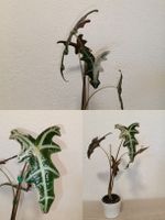Alocasia Nobilis Pink Variegata
