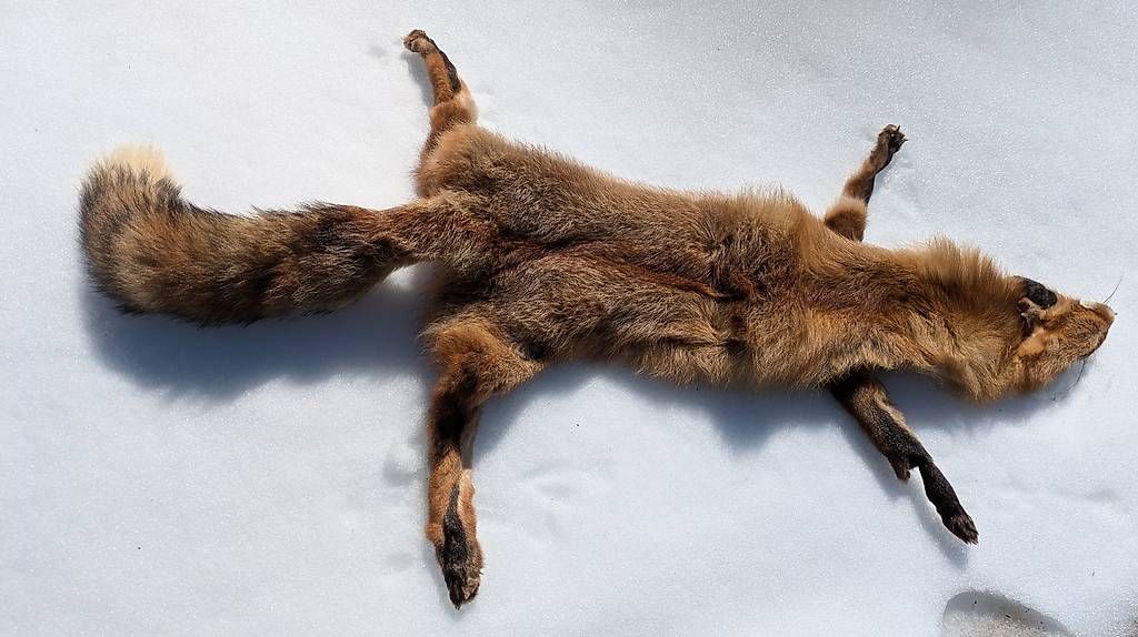Monde des animaux: Fuchsfell – Neuf avec emballage d'origine à Steinen par paulo14 1