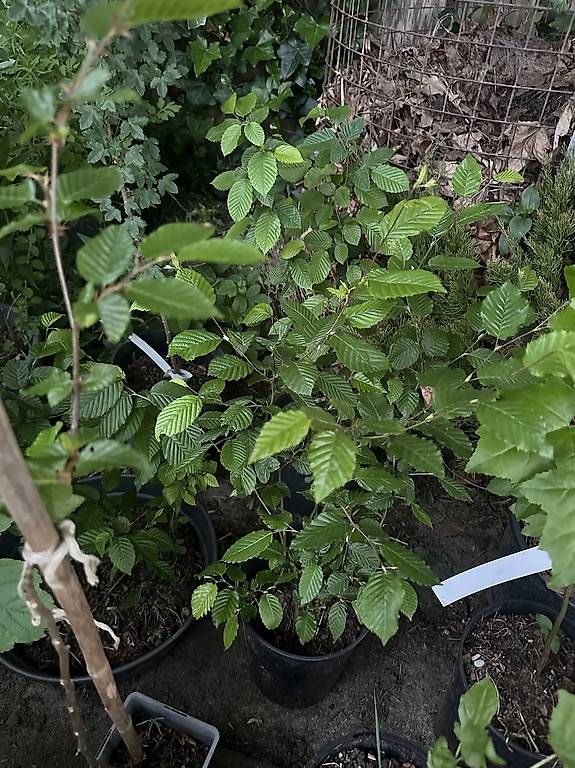 Piante & sementi: Hainbuchen Jungpflanzen – Usato da Speicher venduto da pir_c96f