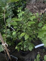 Hainbuchen Jungpflanzen