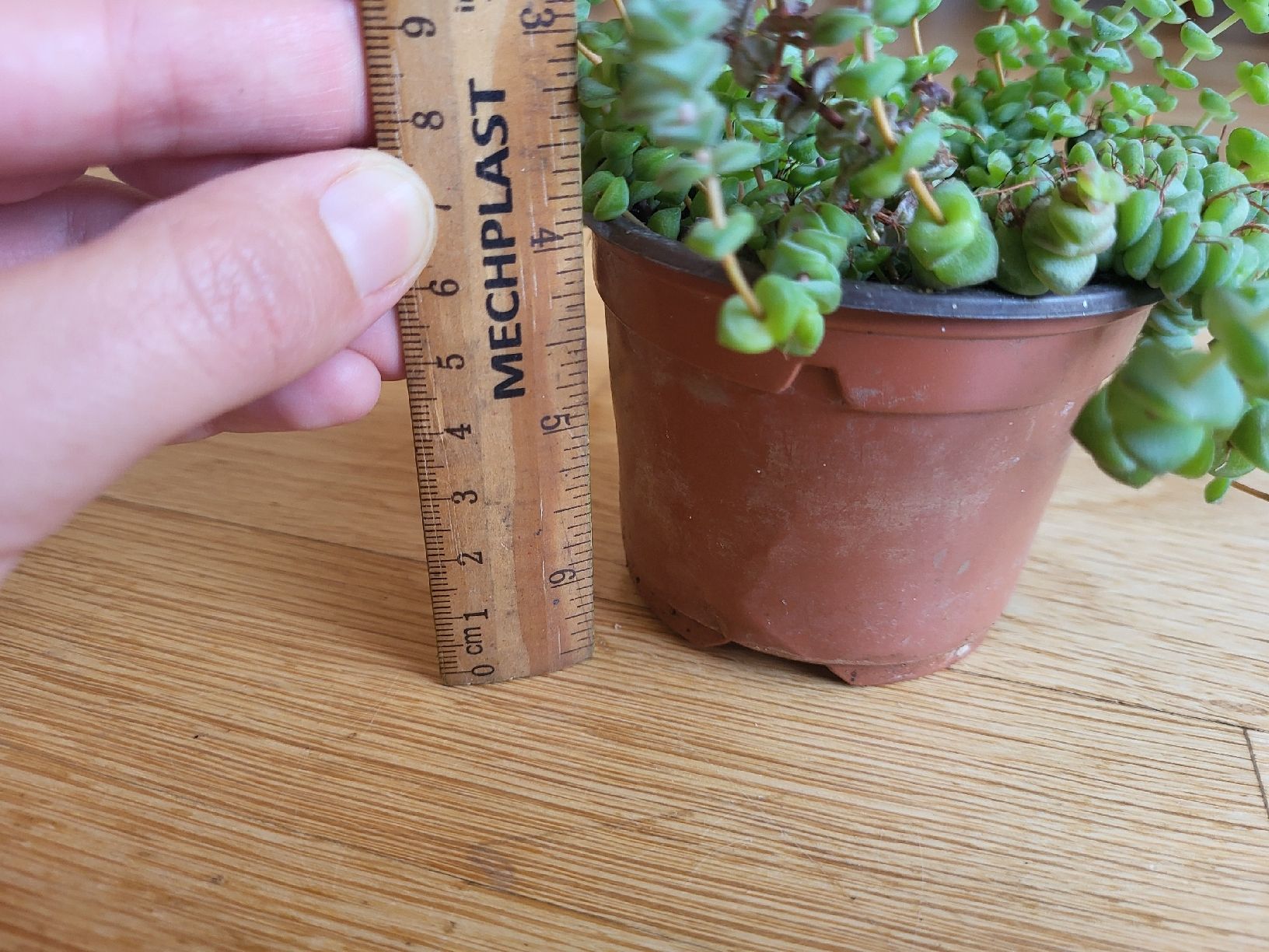 Piante & sementi: crassula rupestris Pflanz Sukkulente – Nuovo (secondo la descrizione) da Zürich venduto da sahaara01 3