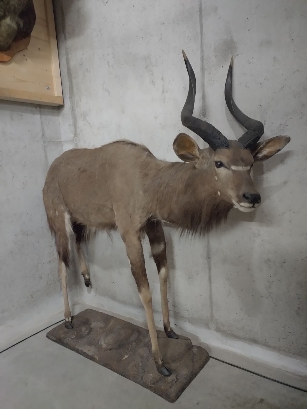 Il mondo degli animali: Grosse Nyala Antilope, präpariert, Jagdtrophäe, Top – Usato da Wettingen venduto da Bwalti