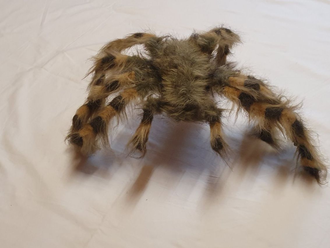 Tutte le decorazioni: Spinne behaart – Usato da Läufelfingen venduto da jac_vp95 2